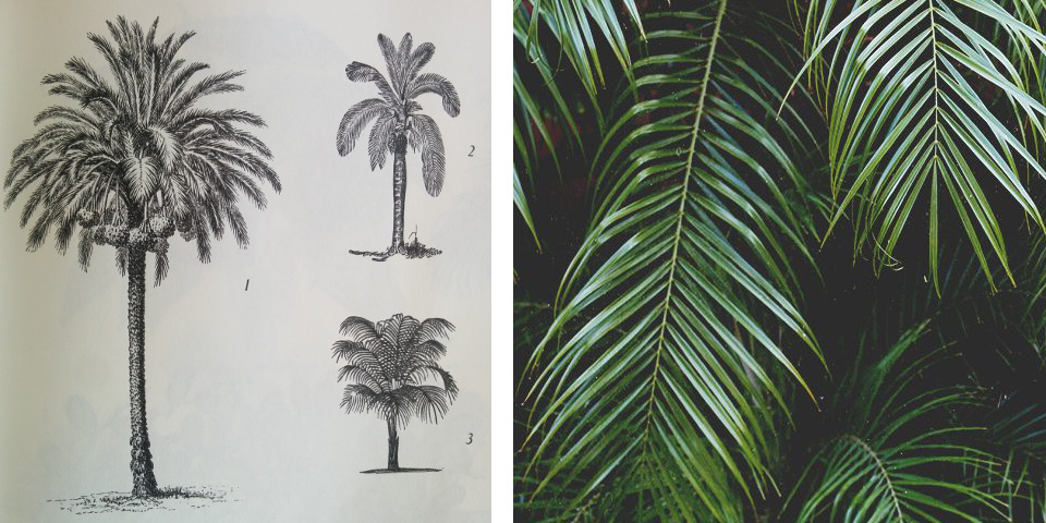 palm leaf